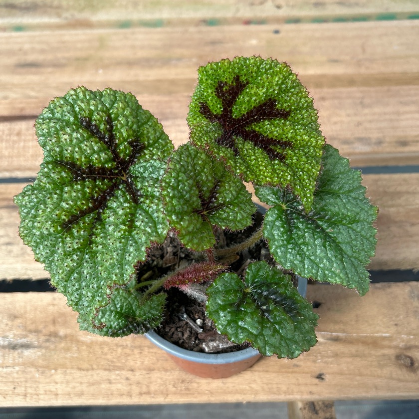 Begonia Cruz de Hierro