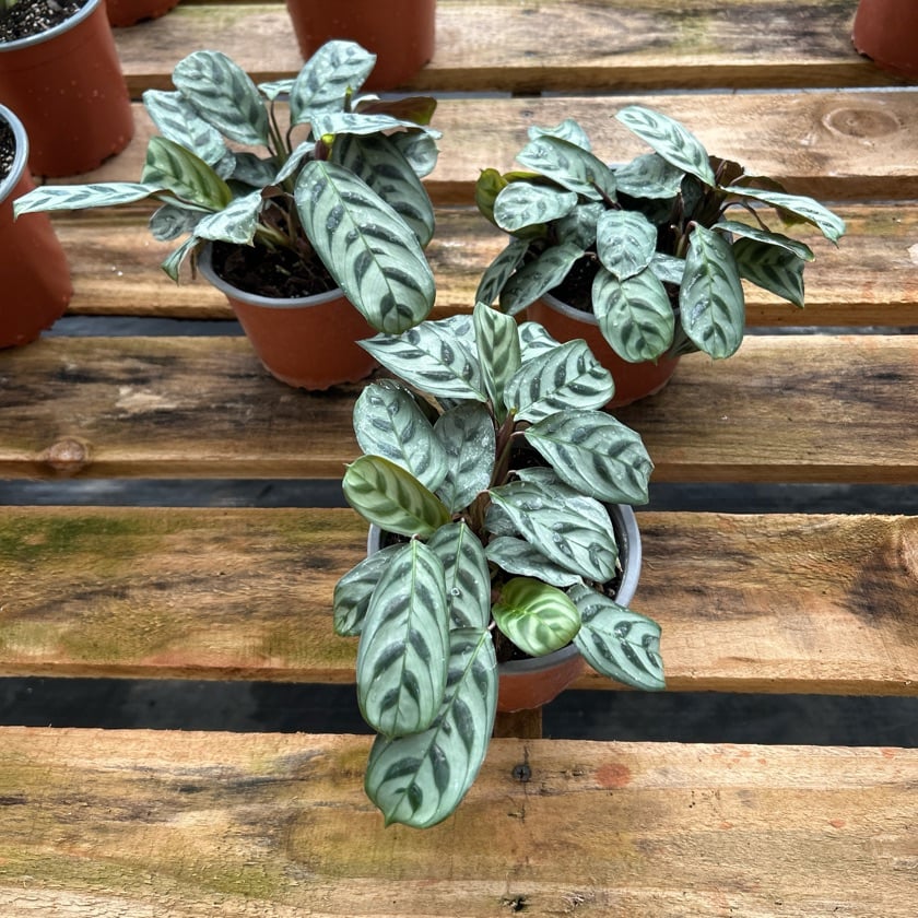 Calathea Burle Marxii