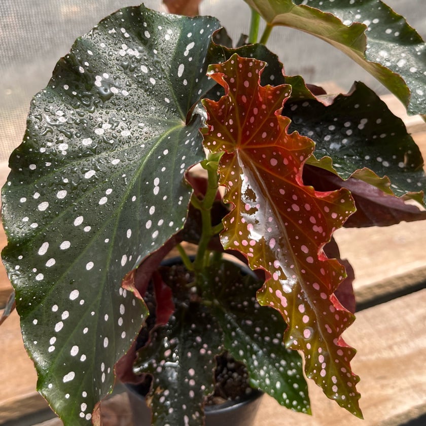 Begonia Cracklin Rose