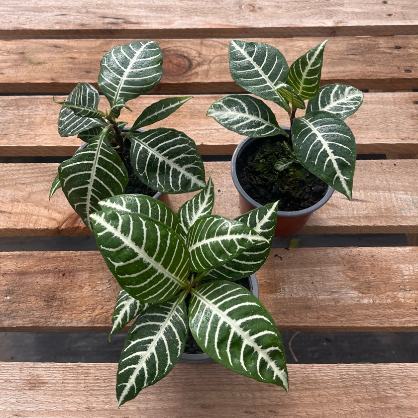 Aphelandra (S)