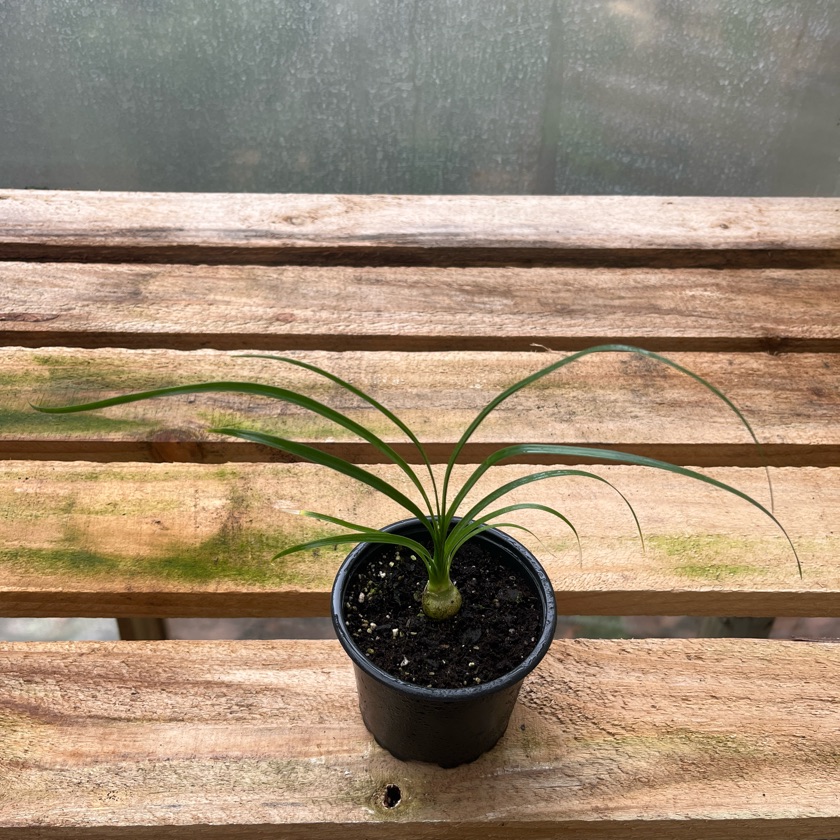 Beaucarnea Recurvata
