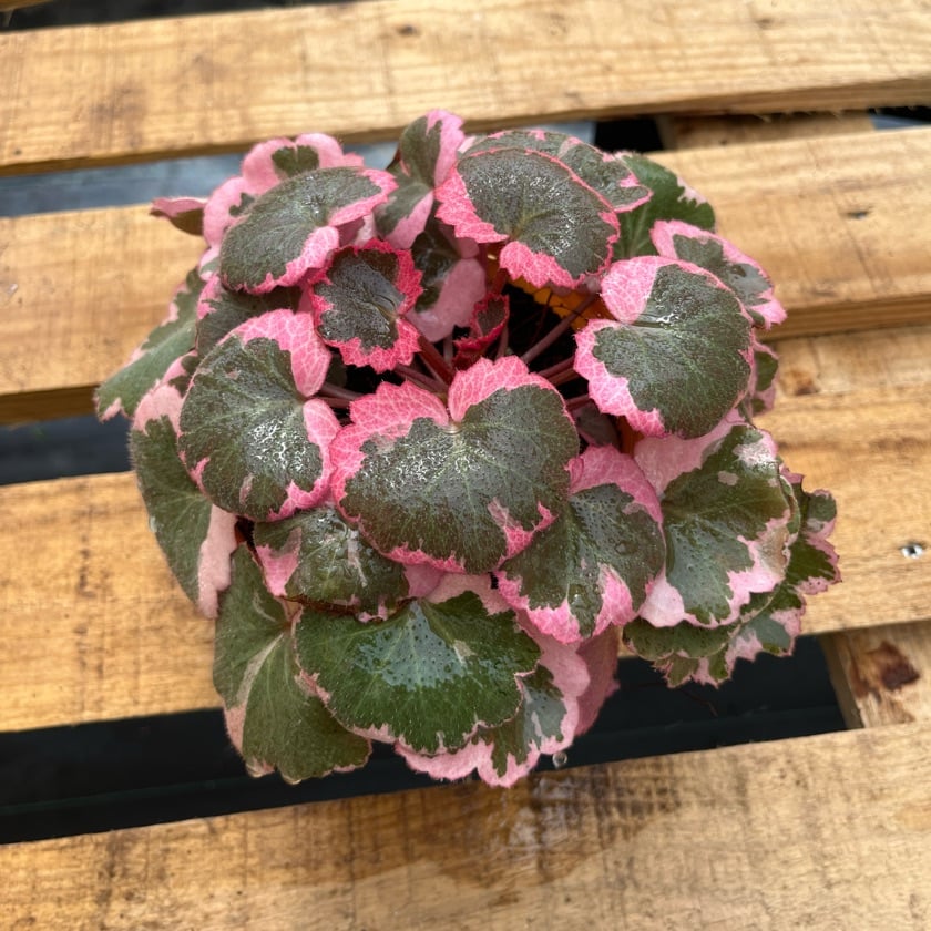 Saxifraga Sarmentosa Tricolor