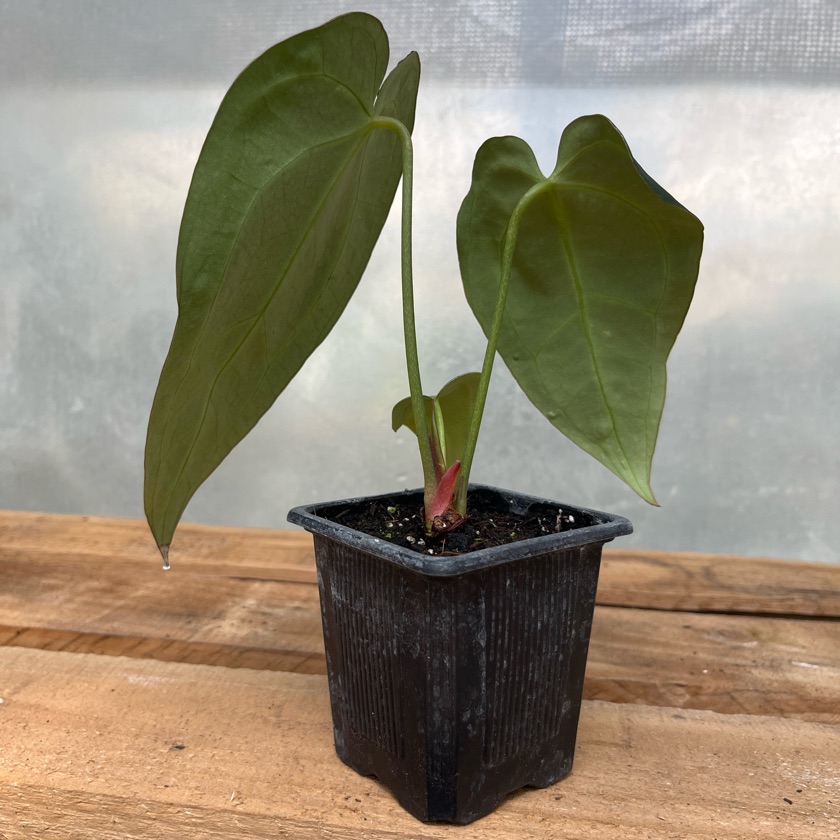 Anthurium Crystallinum
