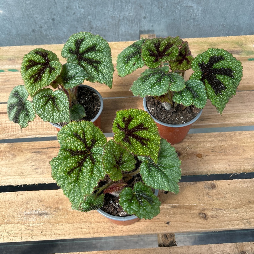 Begonia Cruz de Hierro