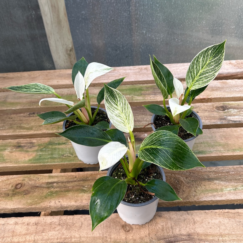 Philodendron Birkin (M)