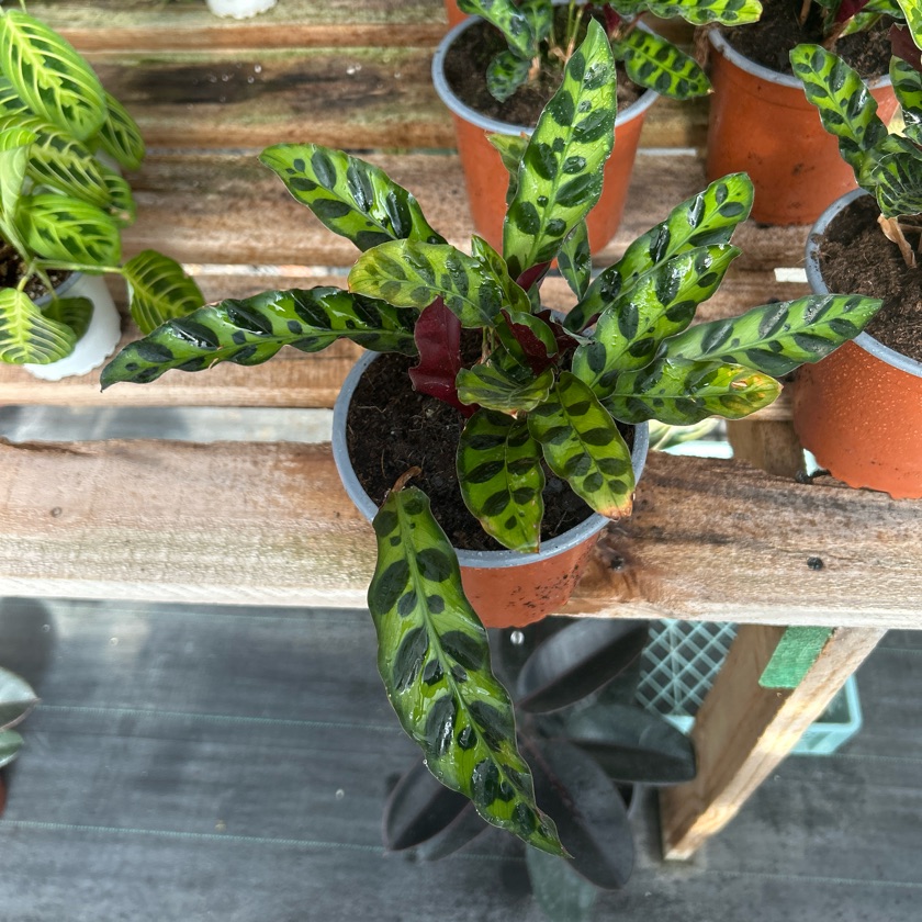 Calathea Insignis (M)