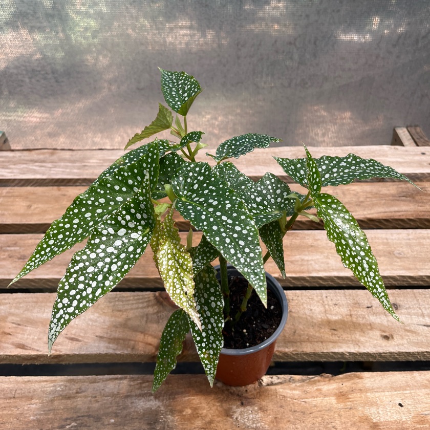 Begonia White Ice