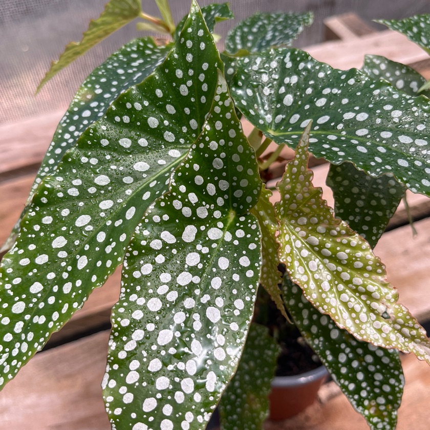 Begonia White Ice