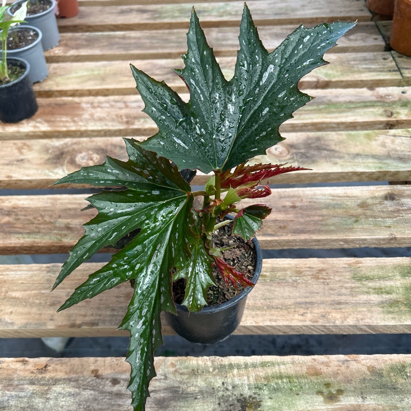 Begonia Lady Vanderwilt