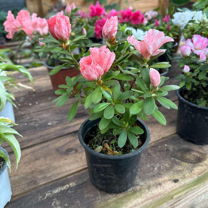 Azalea