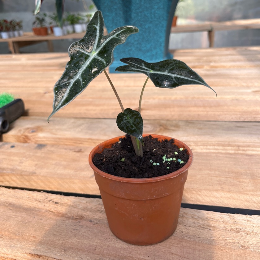 Alocasia Nobilis