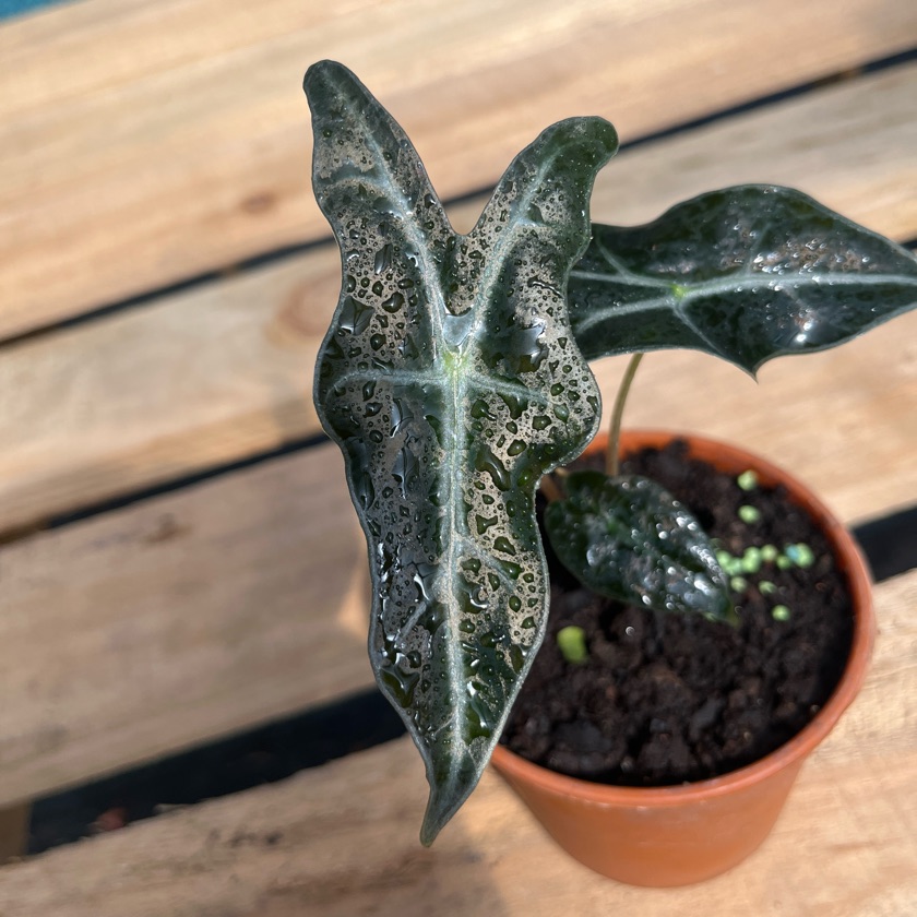 Alocasia Nobilis