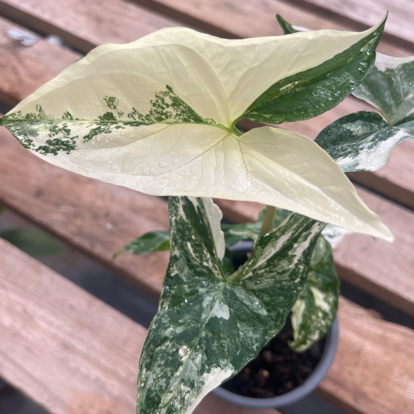 Singonio Variegado