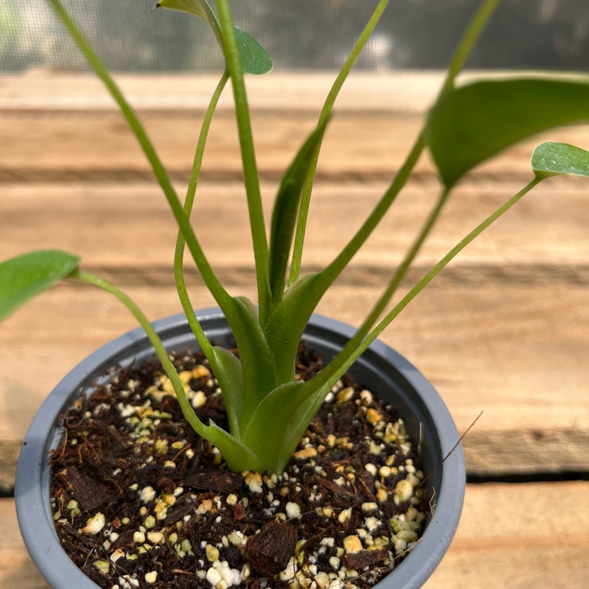 Alocasia Tiny Dancer