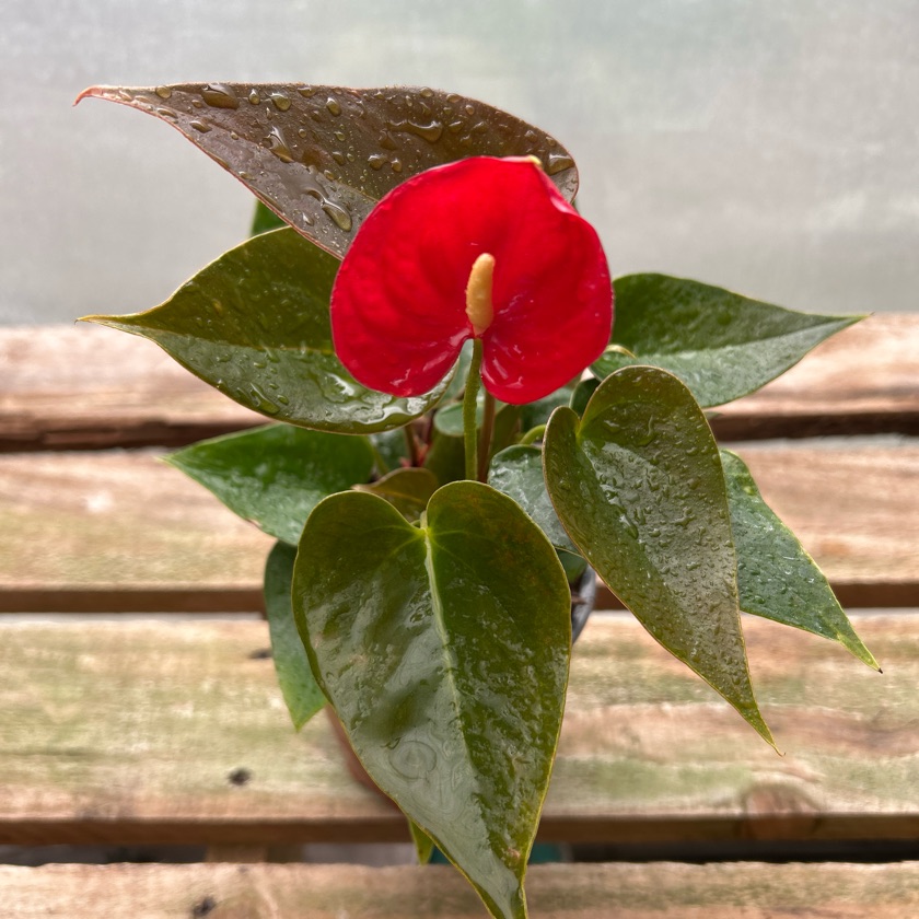 Anthurium Andreanum (S)