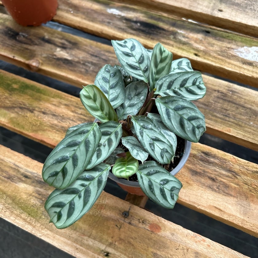 Calathea Burle Marxii