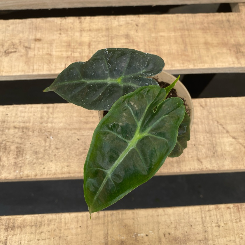 Alocasia Longiloba