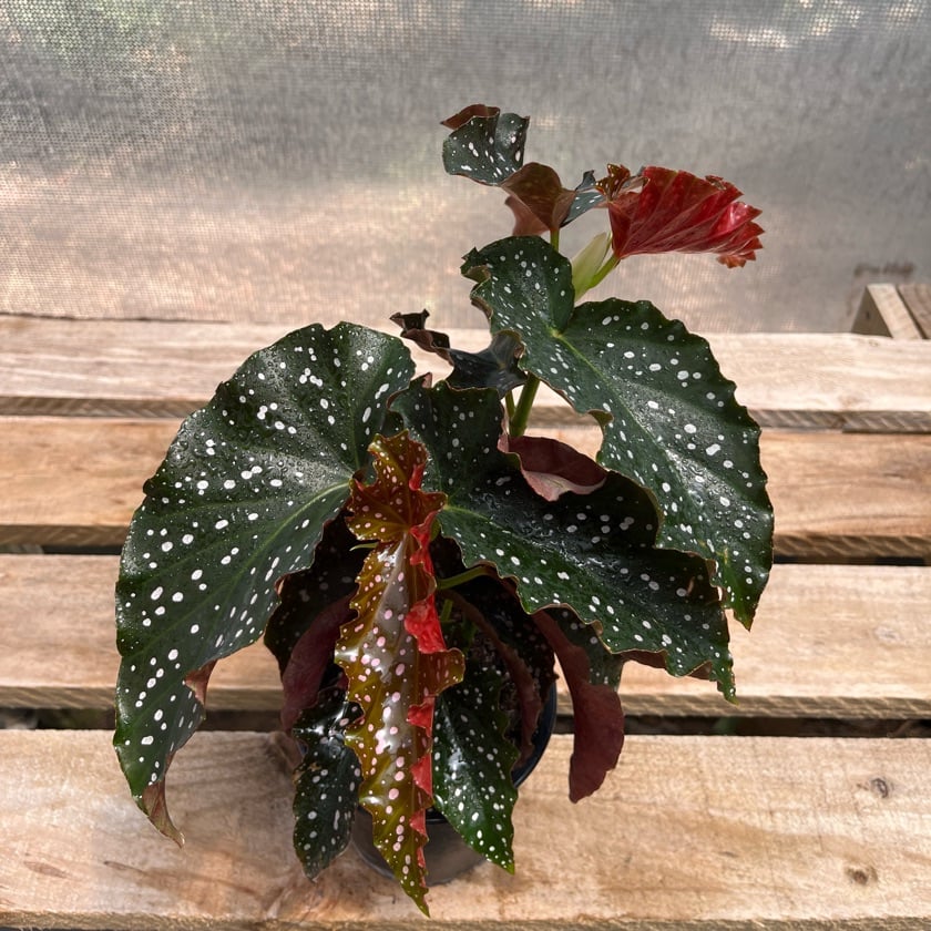 Begonia Cracklin Rose