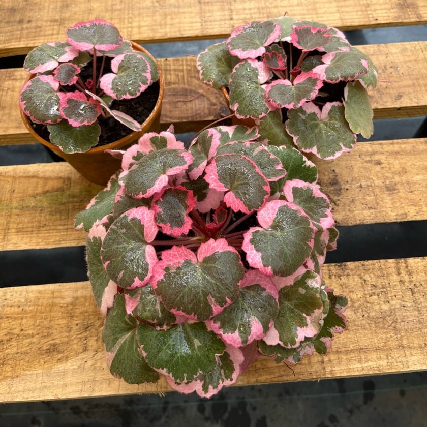 Saxifraga Sarmentosa Tricolor