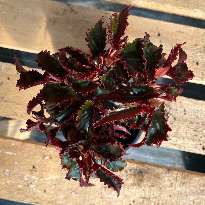 Begonia Black Magic
