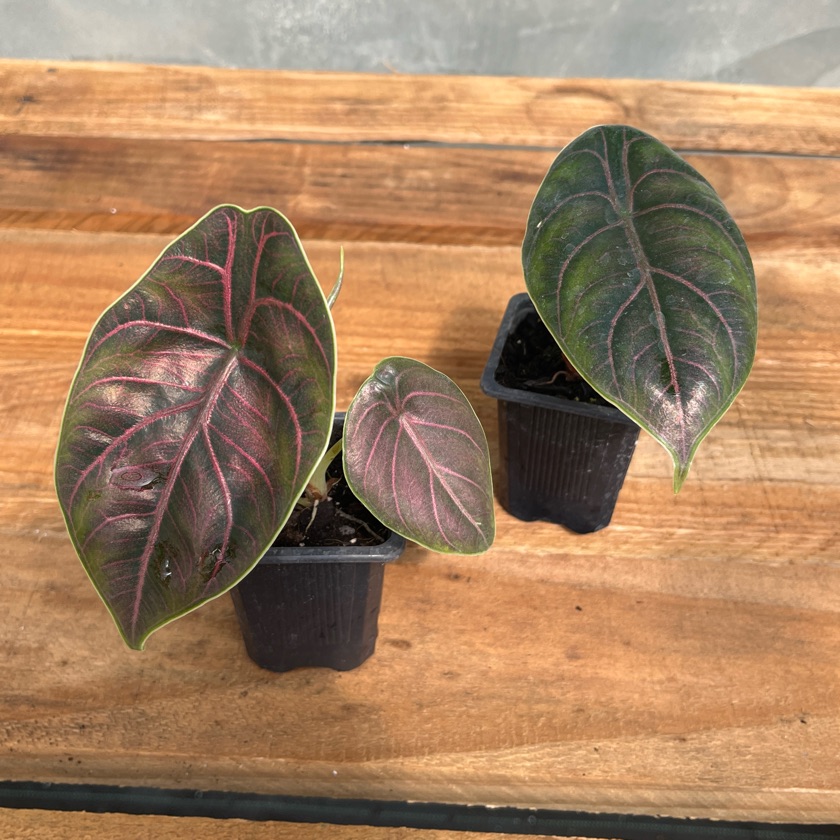 Alocasia Azlanii