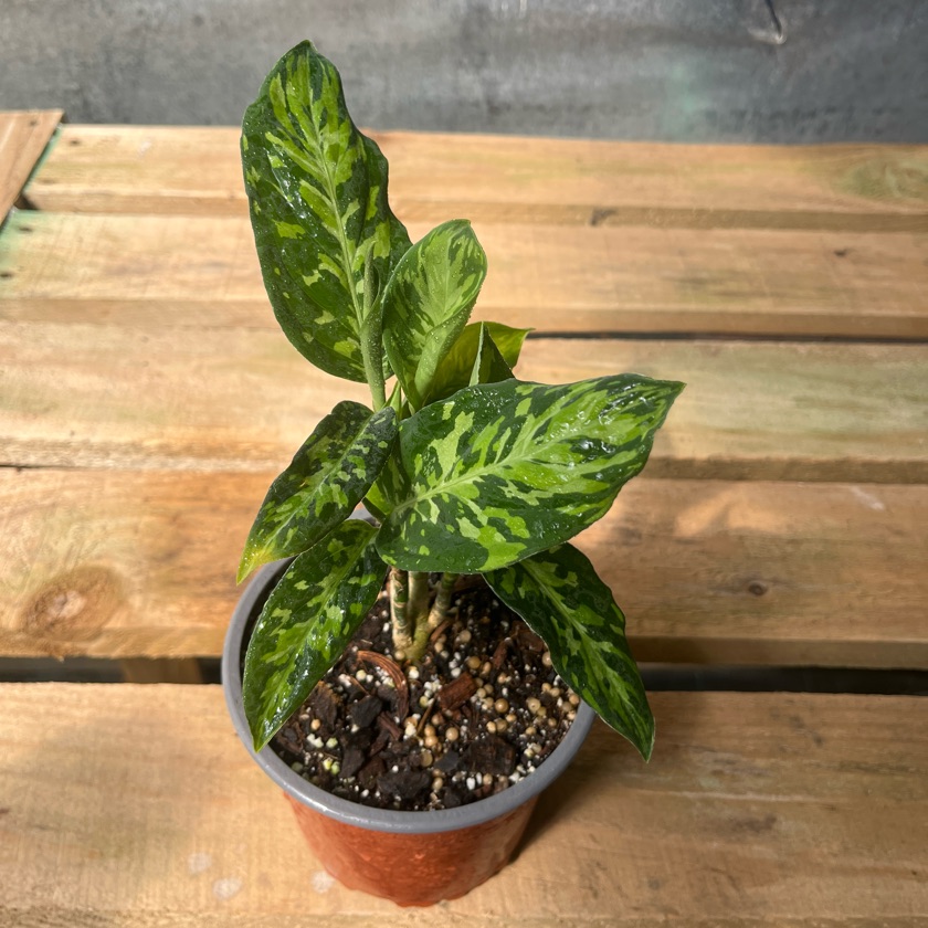 Aglaonema Camouflage