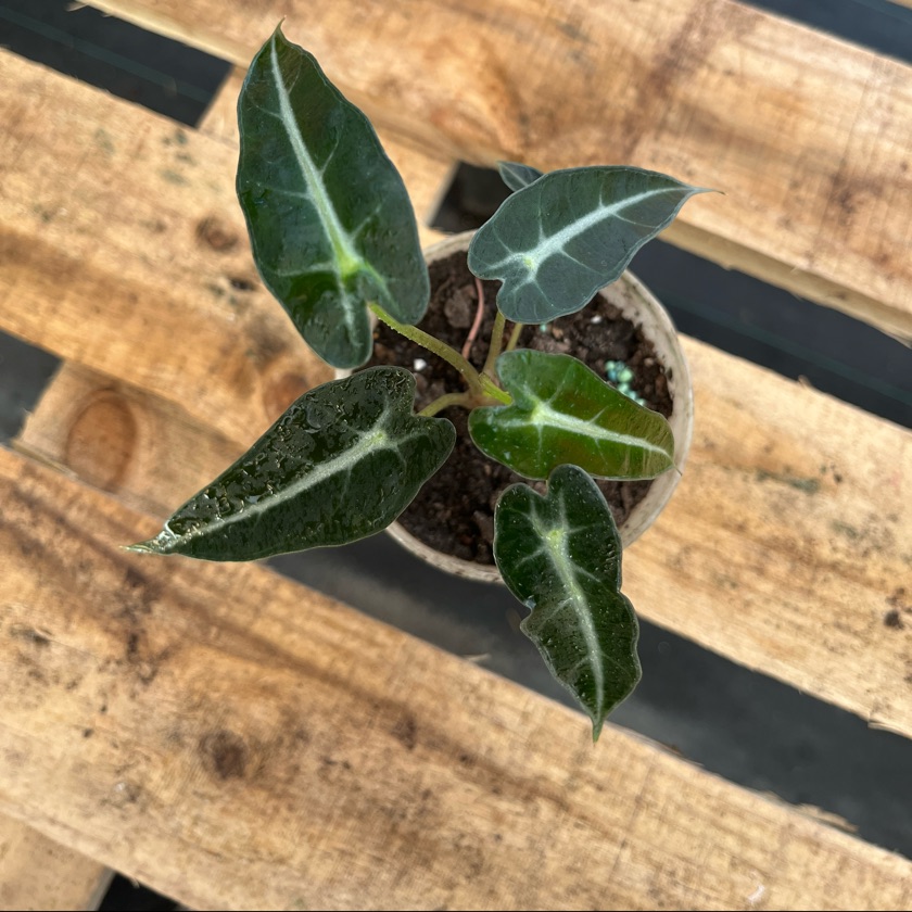 Alocasia Bambino