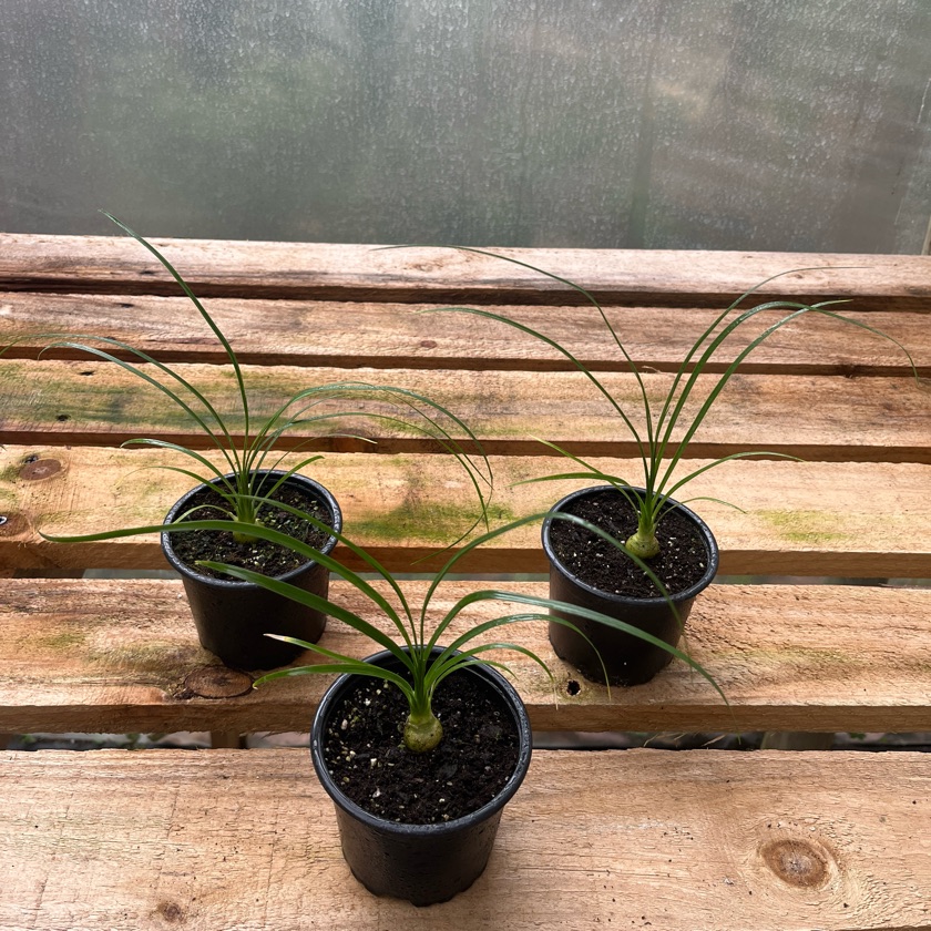 Beaucarnea Recurvata