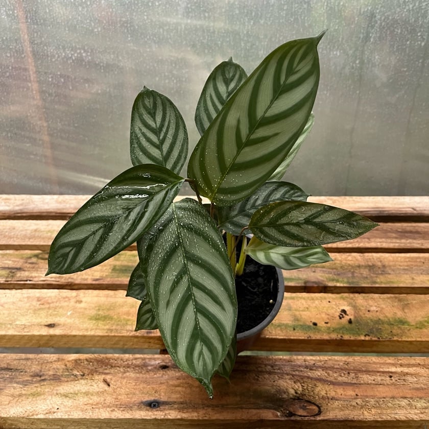 Ctenanthe Setosa