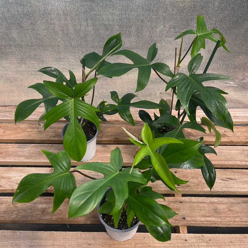 Philodendron Florida