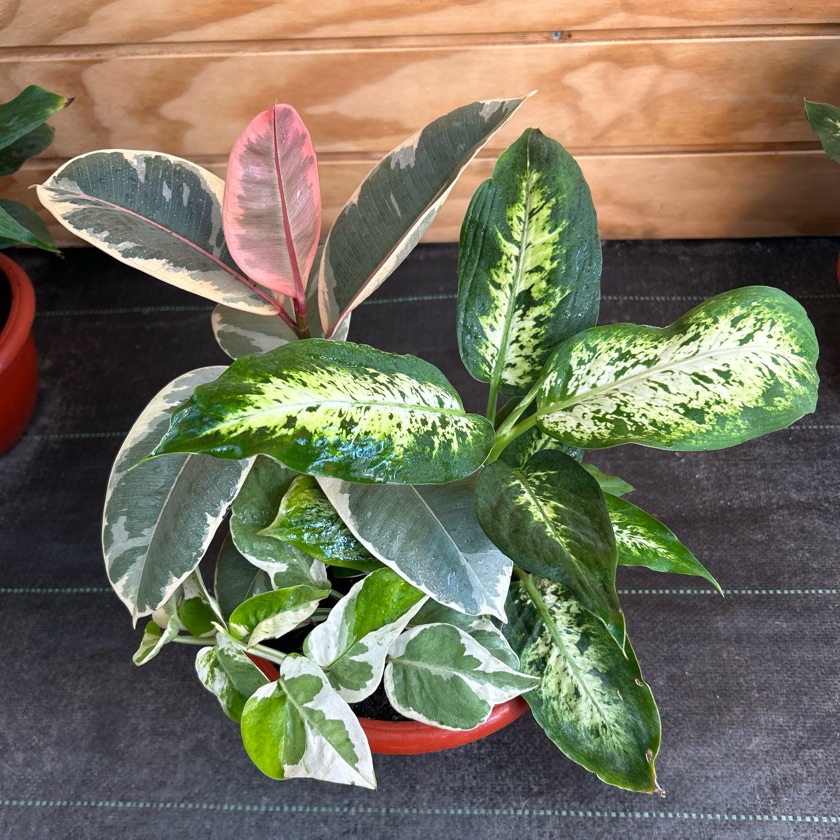 Arreglo Plantas de Interior (M)