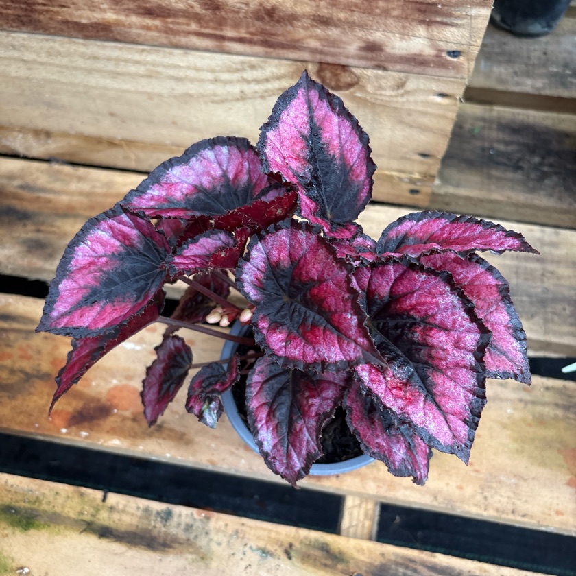 Begonia Rex Red Kiss