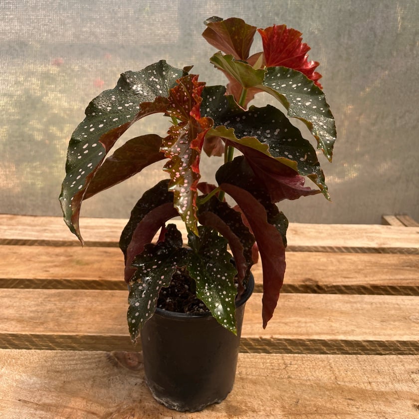 Begonia Cracklin Rose