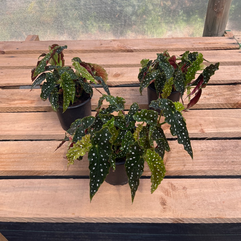 Begonia Maculata (M)