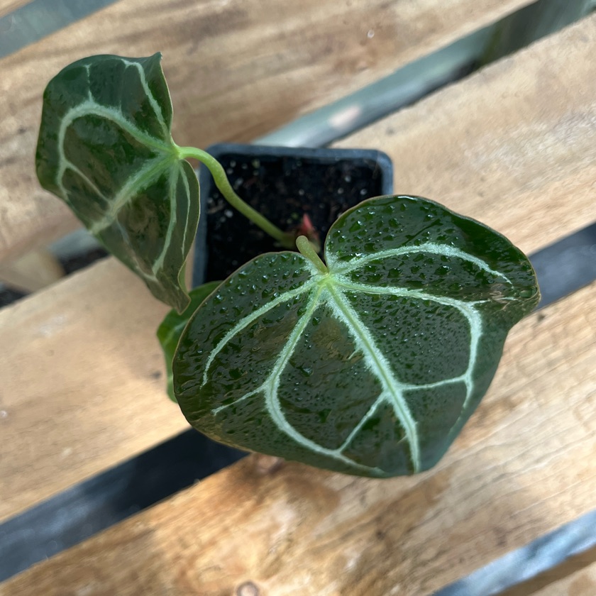 Anthurium Crystallinum