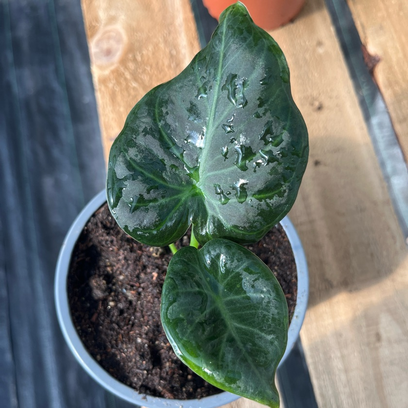 Alocasia Shield Regal
