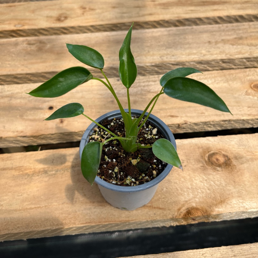 Alocasia Tiny Dancer