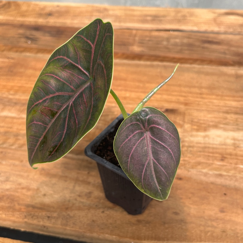 Alocasia Azlanii