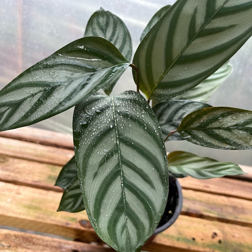 Ctenanthe Setosa