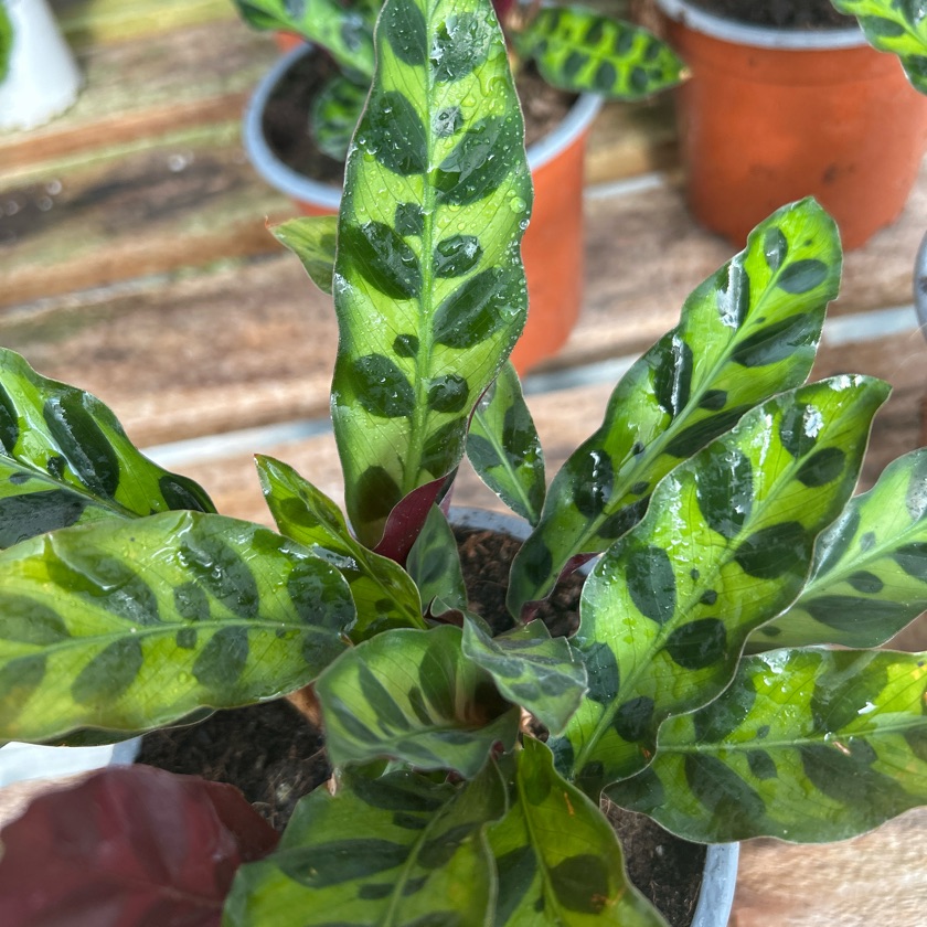 Calathea Insignis (M)