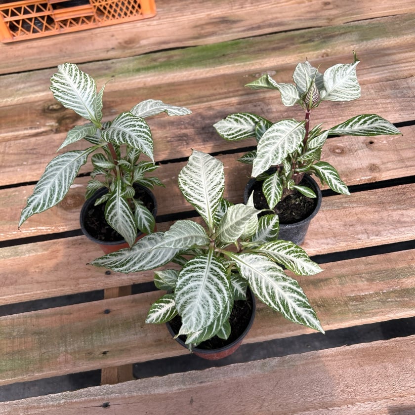 Aphelandra White Washington
