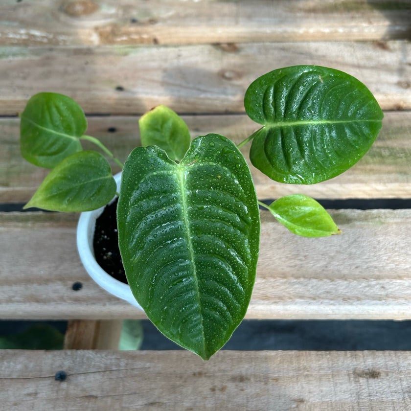 Anthurium Veitchii