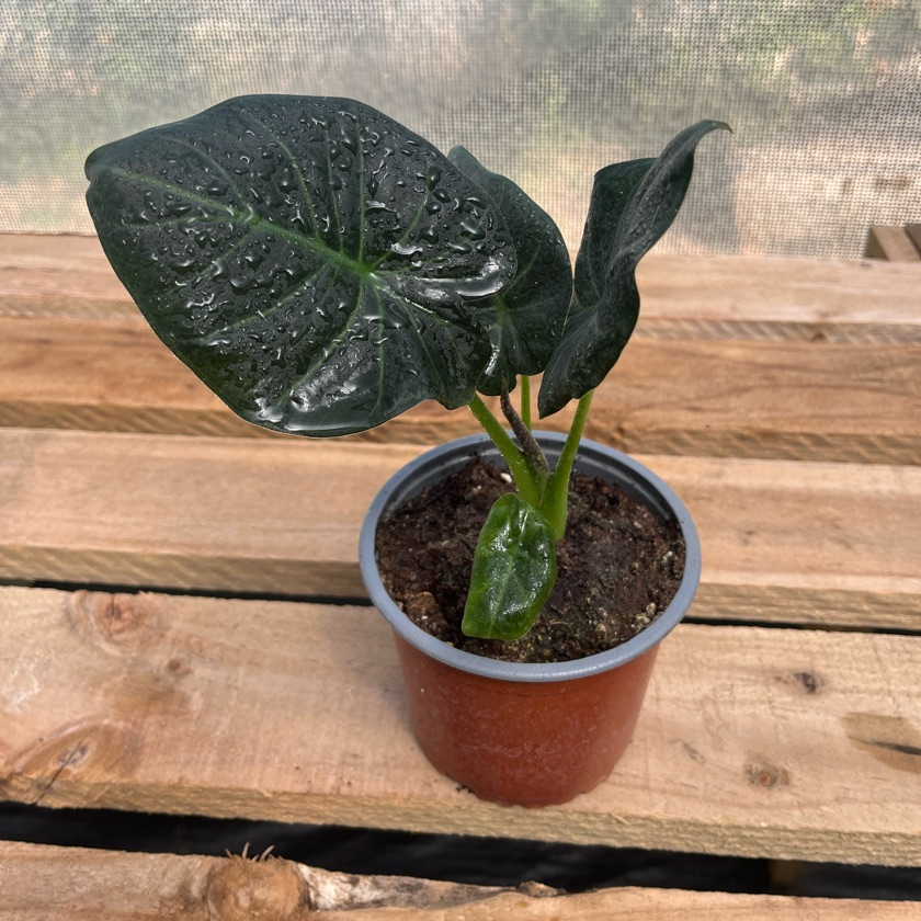 Alocasia Shield Regal