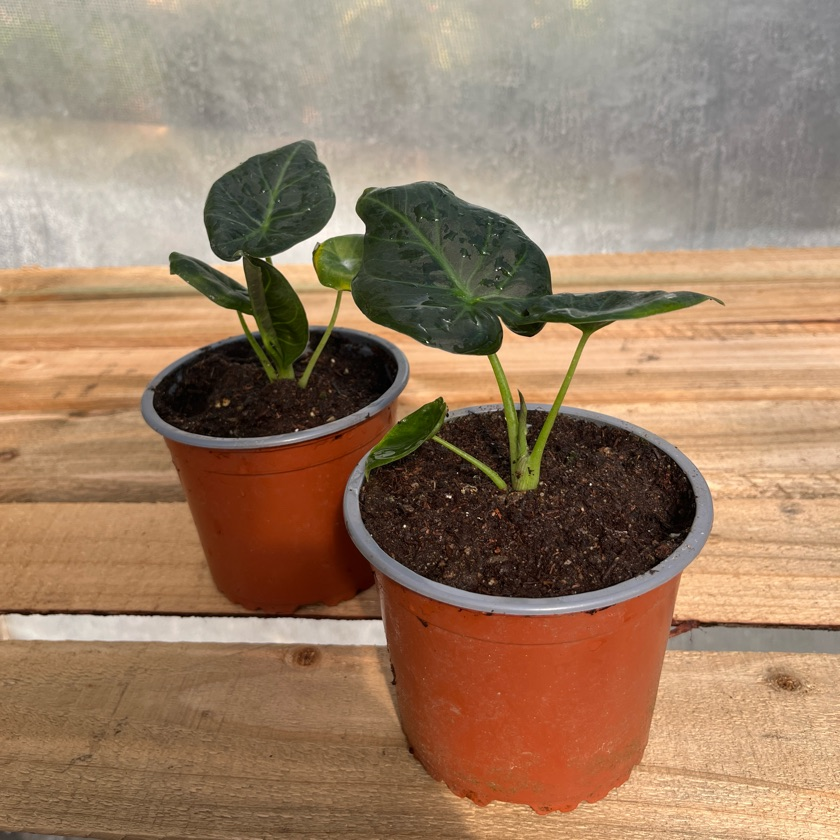 Alocasia Shield Regal