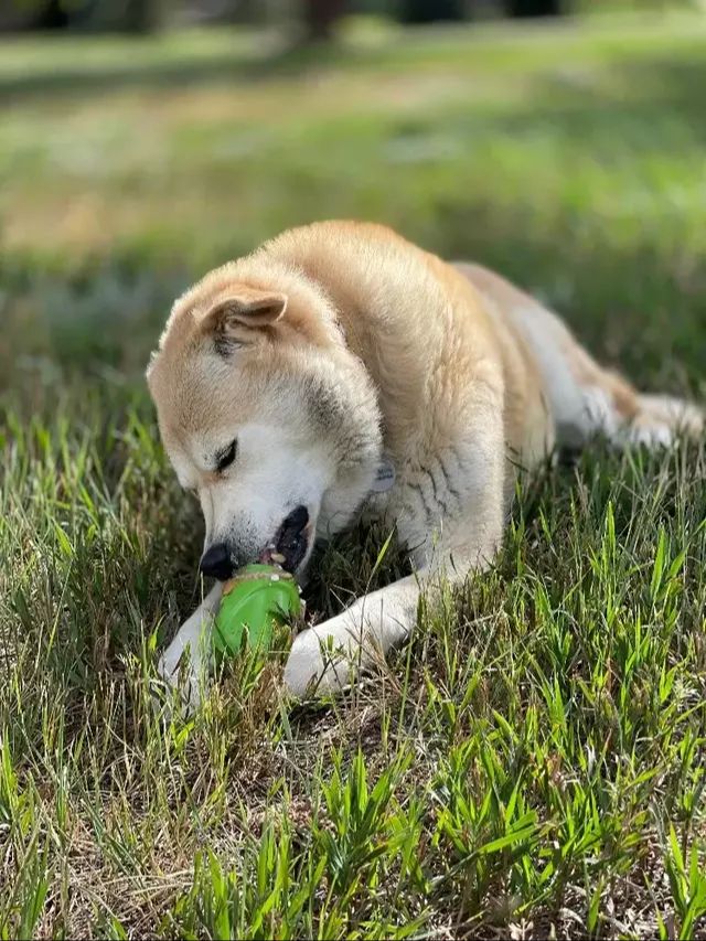 Brinquedo Mordedor Recheável Gnomo Sodapup Para Cachorro