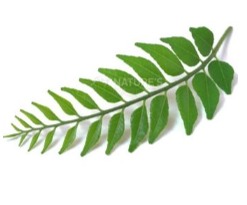 Curry leaf