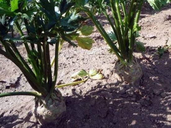 APIONABO ORGANICO (PIEZA)