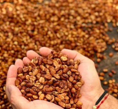 CAFE ENMIELADO CEDRELO VERACRUZ AGROECOLOGICO (500G)