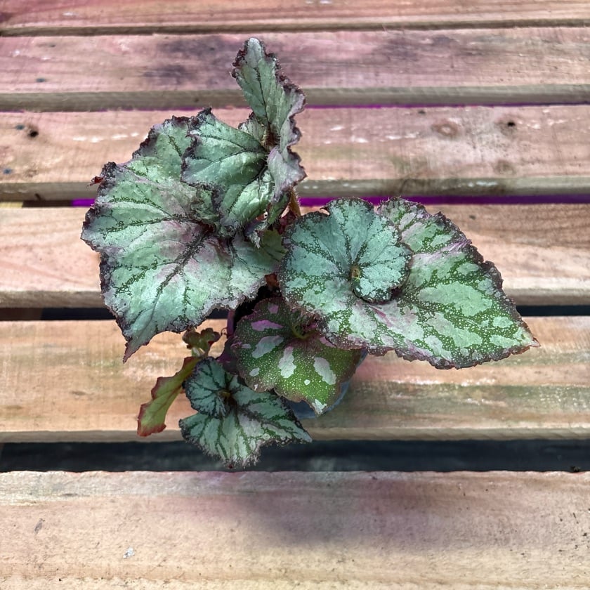 Begonia Caracol Pink