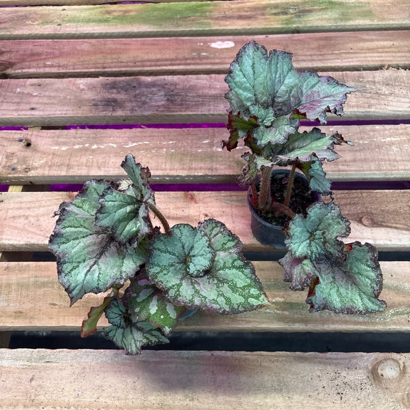 Begonia Caracol Pink